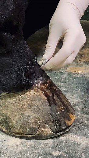 Sterile Joint Injections: Essential Equine Vet Procedure