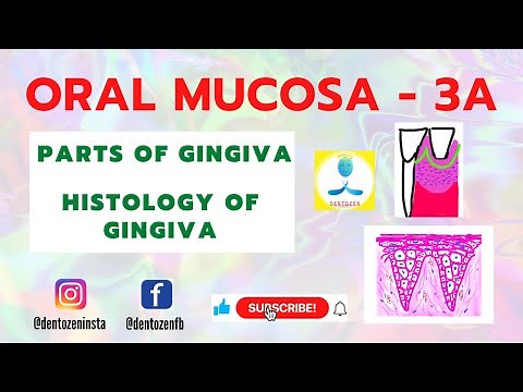 Oral Mucosa Part 3A | Gingiva | Gingiva part | Stippling | Gingival Sulcus | Col | Gingiva Histology