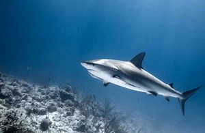 Bullenhai im Fokus: Steckbrief, Biologie, Gefährlichkeit