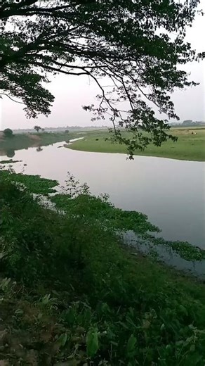 Natural Beauty in Bangladesh Life of Village #Tree #Nature #River 7