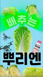 뿌리엔으로 방제한 1등급 배추를 활용한 겉절이 레시피 I 농약 TOP 100