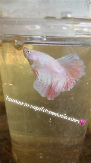 ประโยชน์ของไรแดงกับปลากัด🐟 •โปรตีนสูง → โตไว กล้ามเนื้อแน่น •สีสด ครีบสวย แข็งแรง •กระตุ้นความอยากอาหาร #bettafish #bettathailand #ปลากัดสวยงาม #ปลาสวยงาม #ไรแดงสด