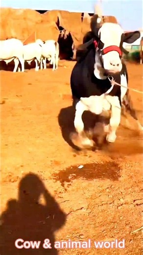 🙏❤️WritingBeautiful Cow Mata ❤️🐄 Love and respect for these lovely animals.