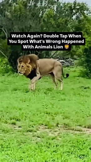 wait for end look again what's happened with animals? #animallife #nature #wildlife #lion #deer #uk