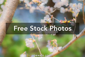 Free Desktop Backgrounds Spring Photos