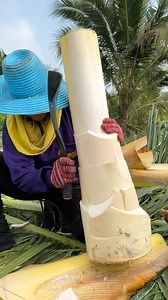 106K views · 12K reactions | Really? Amazing Edible Dwarf Coconut Tree Cutting Skills ☎️ (Thailand) 0860013294 #coconuttree #fyp #viral | Travelicious | Facebook
