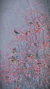 A flock of Bohemian waxwing birds were seen taking a fruit break on a snowy day in Heilongjiang Province. They perched on branches to feast on berries. #SplendidChina | Xi's Moments
