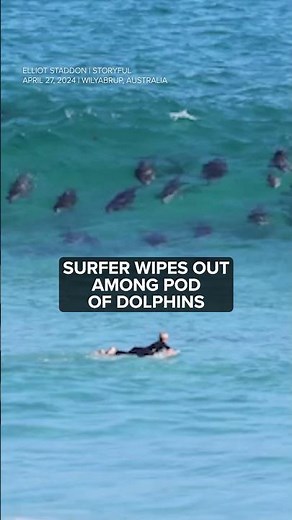 Cowabunga 🏄🐬