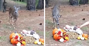 A Deer Showed Up At A Newborn's Photo Shoot And Turned It Into A Fairy Tale
