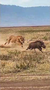 A Clever Lioness Hunts a Warthog | Travins World