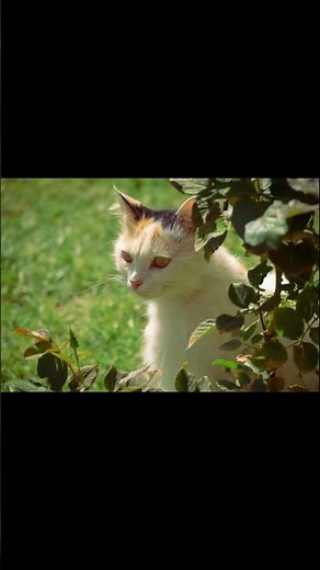 Why Do Cats Chirp? Discover the Fascinating Sounds of Feline Play!