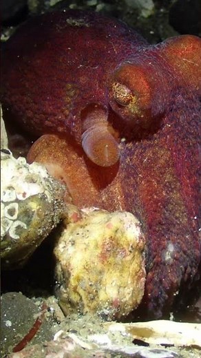 East Pacific Red Octopus 40 | Salish Sea Marine Wildlife | #Shorts