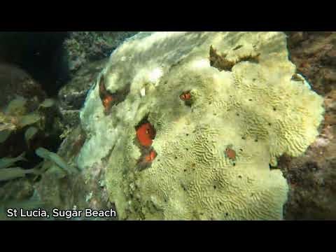 2024-11 St Lucia, Sugar Beach snorkeling