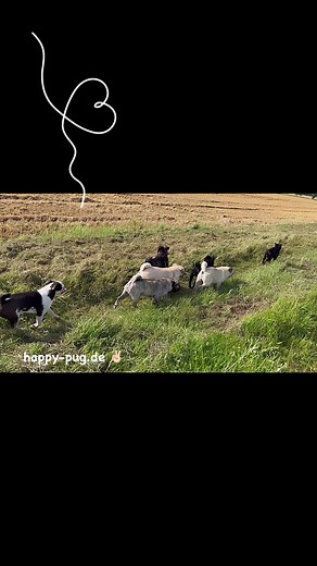 7.1K views · 964 reactions | #pug #puglove | Happy Pug - Happy Life | Facebook