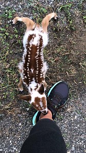 Tiniest baby deer runs out of the forest and starts sucking on this woman's leg 🥰️ | The Dodo