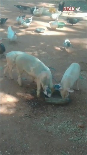 The real large White pig breed together with one and half month old piglets. #siaya #Ugenya #Sega