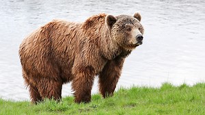 Watch nature livestreams to pretend you’re outside while social distancing inside