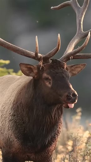 Majestic Elk bugling his way through the rut. Captured by Harry Collin — a professional wildlife and landscape photographer/videographer based in Pennsylvania. #Elk #Photography #outdoors | Field & Stream