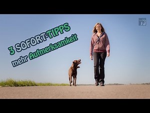 Hundeerziehung / 3 sofort-TIPPS - mehr Aufmerksamkeit von deinem Hund auf dem Spaziergang