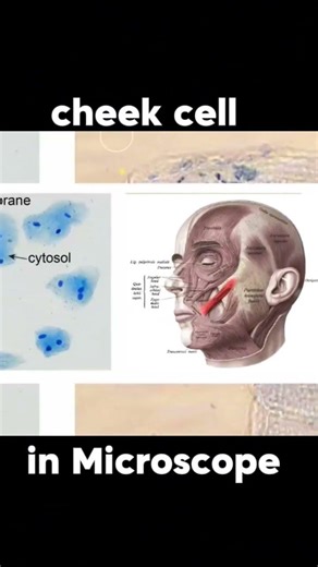 Cheek Cell In Microscope #facts #viral #science