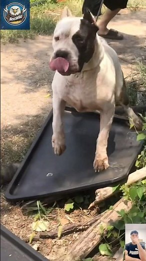 Aggressive Dogo Argentino Unleashed – The White Beast in Action!
