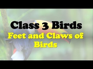 Class 3 CBSE Birds | Birds Class 3 CBSE | Birds Class 3 ICSE | Feet and Claws of Birds | Birds
