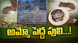 1K views | మహారాష్ట్ర చంద్రపూర్ లో పెద్ద పులి Download ffreedom app and apply coupon “NTV” to avail Rs 3000 scholarship instantly- https://ffreedom.com/ntv #maharashtra #Chandrapur #Tiger #NTVNews #NTVTelugu | Ntv Telugu | Facebook