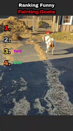 Goats Literally Passing Out #faintinggoats #animals #trending