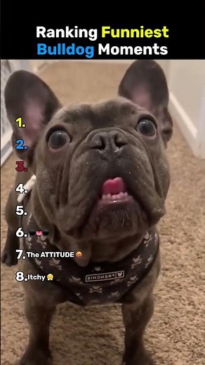 Ranking Funniest Bulldog Moments