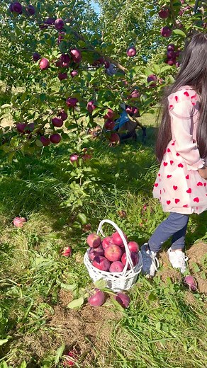 27K views · 899 reactions | Amazing Apple farm,USA #apple #garden #farming #reelsviralシ #everyonefollowers #usa #BD @followers | It’s Amirah’s Diary | Facebook