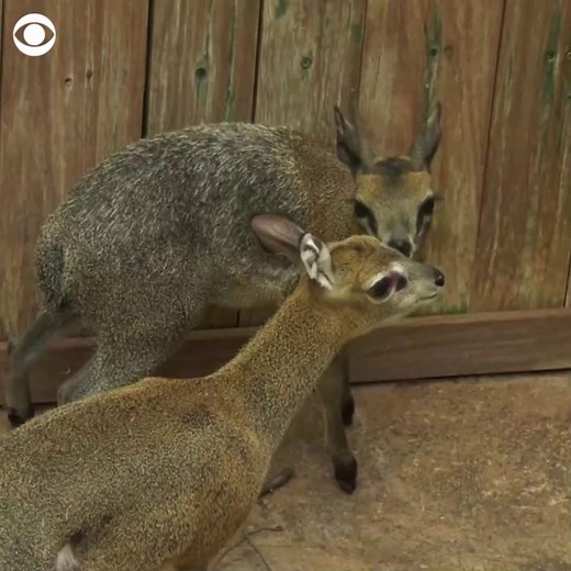 19K views · 988 reactions | OH MY DEER: A female klipspringer, a small African antelope, met her new male roommate last week at the Brookfield Zoo, newly released footage shows — and found love at first sight. | CBS News | Facebook