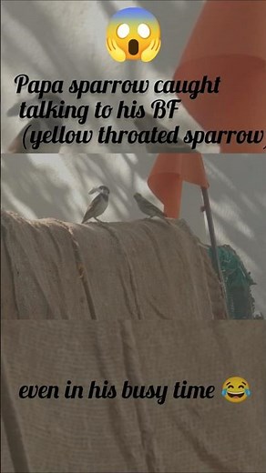 💞🐥Papa sparrow caught talking to his BFyellow throated sparrow)#birdlanguage #storybird#nature#viral