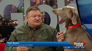 31K views · 76 reactions | Alberta Wildlife official Matt Besko joined Jennifer Crosby to talk about the increase in hunting opportunities in Alberta and how "hipster hunters" are driving the trend. He also shared the story of his dog Scout, a long haired weimaraner from Germany that excels at bird hunting. | Global Edmonton | Facebook