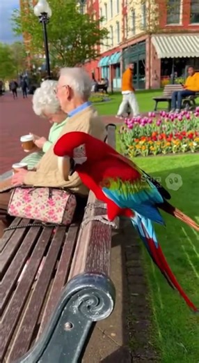 Macaw Parrot Farts Hysterically In Front Of Elderly Couple And It’s Hilarious #soraai #hilarious