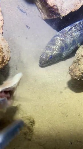 Diving and fishing 126 #undersea #diving #sea