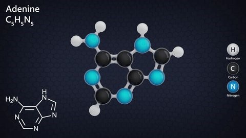 Chemical Structure 3d Model Adenine Molecule Stock Footage Video (100% Royalty-free) 3601613265 | Shutterstock