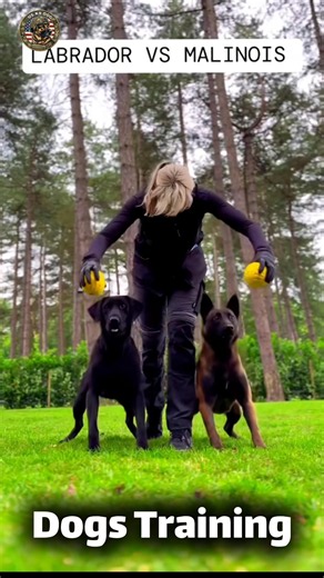 Dogs Training 15 #dog #k9 #dogtraining