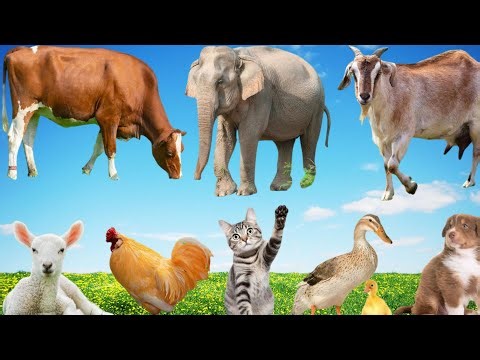 Relaxing Farm Animal Sounds: Cow, Elephant, Goat, Lamb, Cat, Rooster, Duck Peaceful Nature Ambience