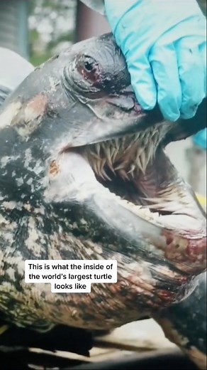 Monster Aquatic Fish | Instagram's Aquatic Experts on Instagram: "Did you know this is what the inside of the leatherback turtle’s mouth looks like?! With hundreds of giant spikes for teeth and a small leathery tongue at the base, this mouth is the stuff of nightmares. The teeth, which resemble dozens of stalactites, are called ‘papillae’ and line the turtle’s mouth all the way down its oesophagus and to its gut. 🎥 @bite.size.knowledge //tt #leatherbackseaturtle #seaturtle #seaturtles #seaturtl