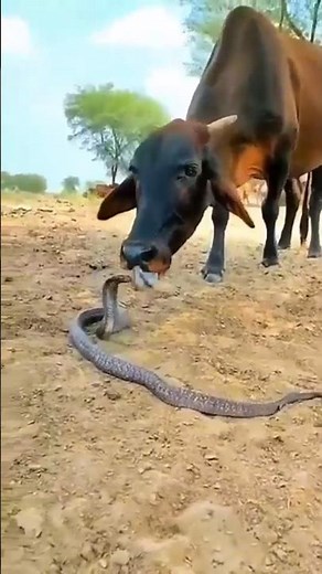 King Cobra: The Supreme Serpent of Southeast Asia🐍🔥 #WildlifeWonders