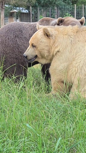 67K views · 5.2K reactions | Yogi and Tonk are getting ready for their evening meal here at Grizzly Ranch. Bears in human care thrive on a carefully balanced diet that includes fruits, vegetables, grains, and proteins. Feeding time isn’t just about nutrition—it’s also enrichment, helping stimulate natural behaviors and keep their minds and bodies active.  | Grizzly Ranch Bear Rescue | Facebook