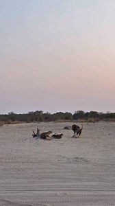 522K views · 10K reactions | Lioness protects the cubs! A northern lioness protects the cubs and keeps them away from the lion Waziba. Not a recent video, captured by Alex_Botswana. #lion #wild #cat | Sekekama Male Lion | Facebook