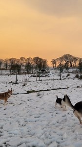 It’s freezing cold but they still have the same joy coming out and have a little blast around 🐕🐕🐕❄️❄️❄️ The fires are on for when they come in 🔥🔥 Thank you to everyone who sent a warm fire last night. We weren’t expecting it but it is very appreciated 💜 | Dogs 4 Rescue