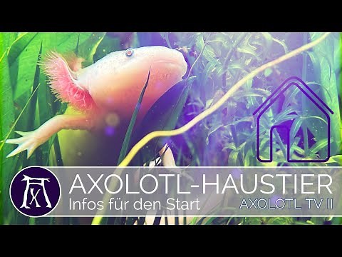 Starter Video: 11 Infos zur Axolotl Haltung