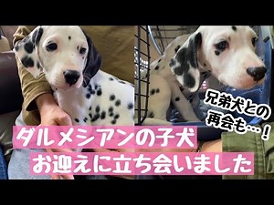【子犬お迎え】ダルメシアン子犬のお迎えに立ち会いました。その後に・・・プチダル会？！#ダルメシアン#子犬お迎え#犬