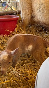 First Babies of the season! #goats #goatgrazing #grazinggoats #contractgrazing #targetedgrazing #goatscaping #firefuelmanagement #firefuelreduction #cowboymax | Galloping Goat Pumpkin Patch