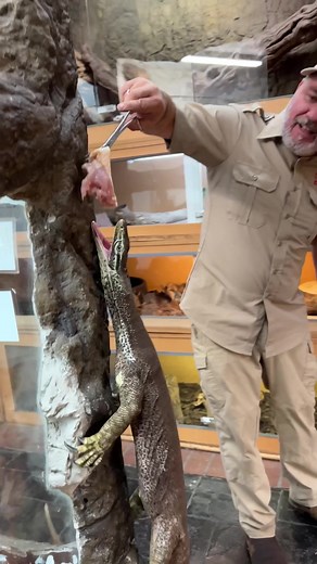 MONITOR LIZARDS ARE WILD😳 This Argus Monitor still enjoys hunting for his food🤩 Even in his old age he still has enough energy to climb these walls and chase his food😅 In the wild his food has legs and wants to run to survive. They even jump from trees to catch flying birds😱 Nothing like a good meal after getting some energy out🙌 Happy Friday y'all hope everyone is staying active this weekend!😁 • • • • #wild #beautiful #little #monitor #lizard #wildlife #reptile #style #fun #funny #chase #