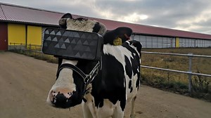 Need Your Cows to Produce More Milk? Try a VR Headset