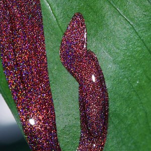 5.1K views · 144 reactions | 'Oleander' has a rainbow flare that’ll stop you dead in your tracks  | mooncat | Facebook