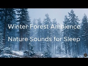 Snowy Forest Sounds ❄️ Winter Wind, Falling Snow & Night Birds | Relax Sleep Live